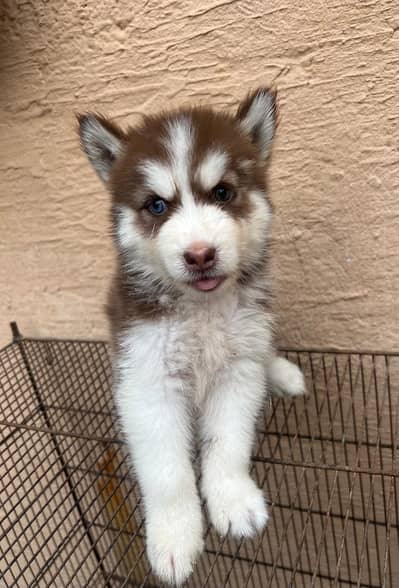 Siberian husky Quality puppies available For sale. . .