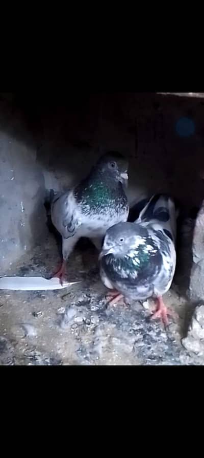 pigeons