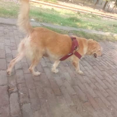 golden retriever female (0-3-1-5-9-9-5-5-2-2-0)