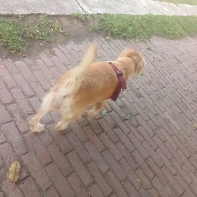 golden retriever female (0-3-1-5-9-9-5-5-2-2-0) — photo 2
