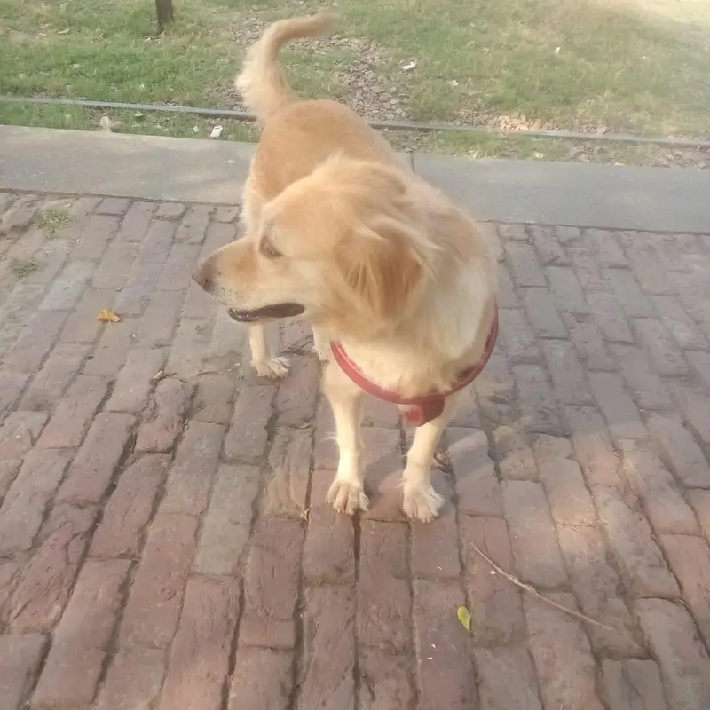 golden retriever female (0-3-1-5-9-9-5-5-2-2-0) — photo 3