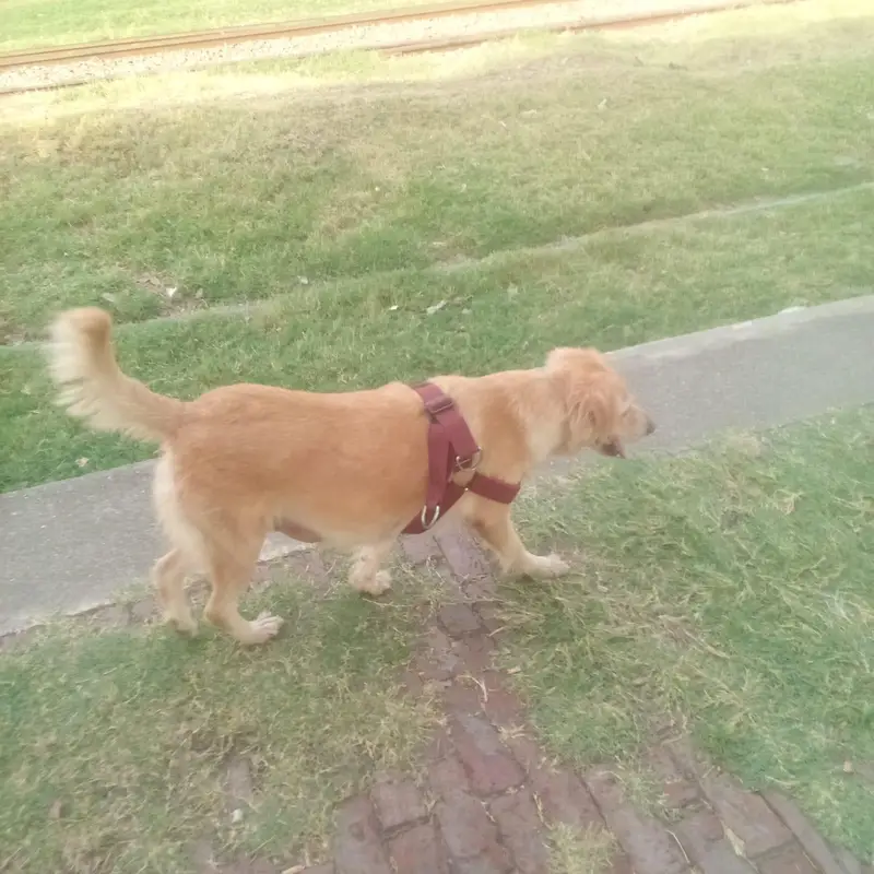 golden retriever female (0-3-1-5-9-9-5-5-2-2-0) — photo 4