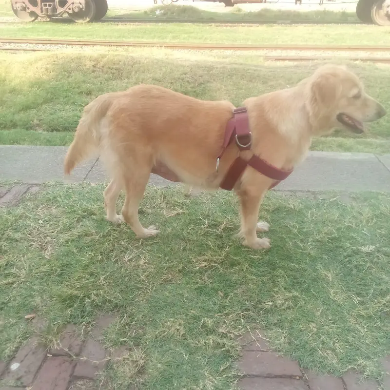 golden retriever female (0-3-1-5-9-9-5-5-2-2-0) — photo 5