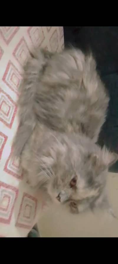 Female persian cat for sale