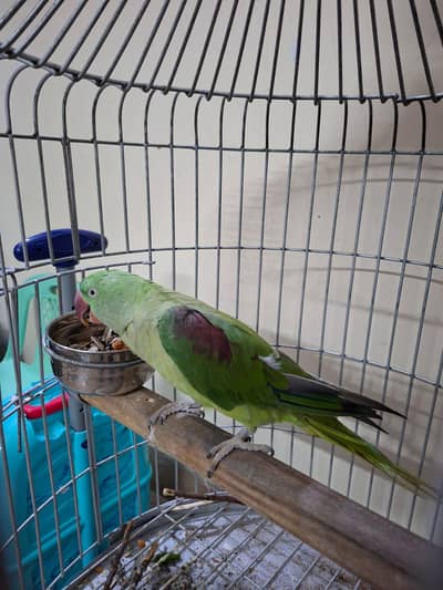 Urgent Sale Pahaarri tota healthy for sale with cage