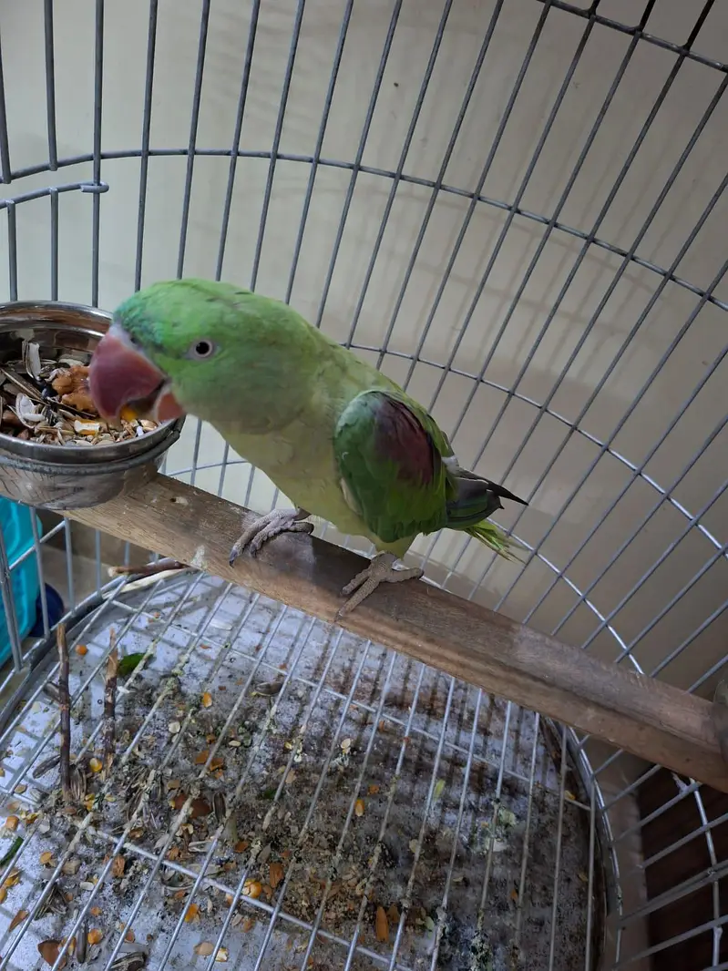 Urgent Sale Pahaarri tota healthy for sale with cage — photo 2