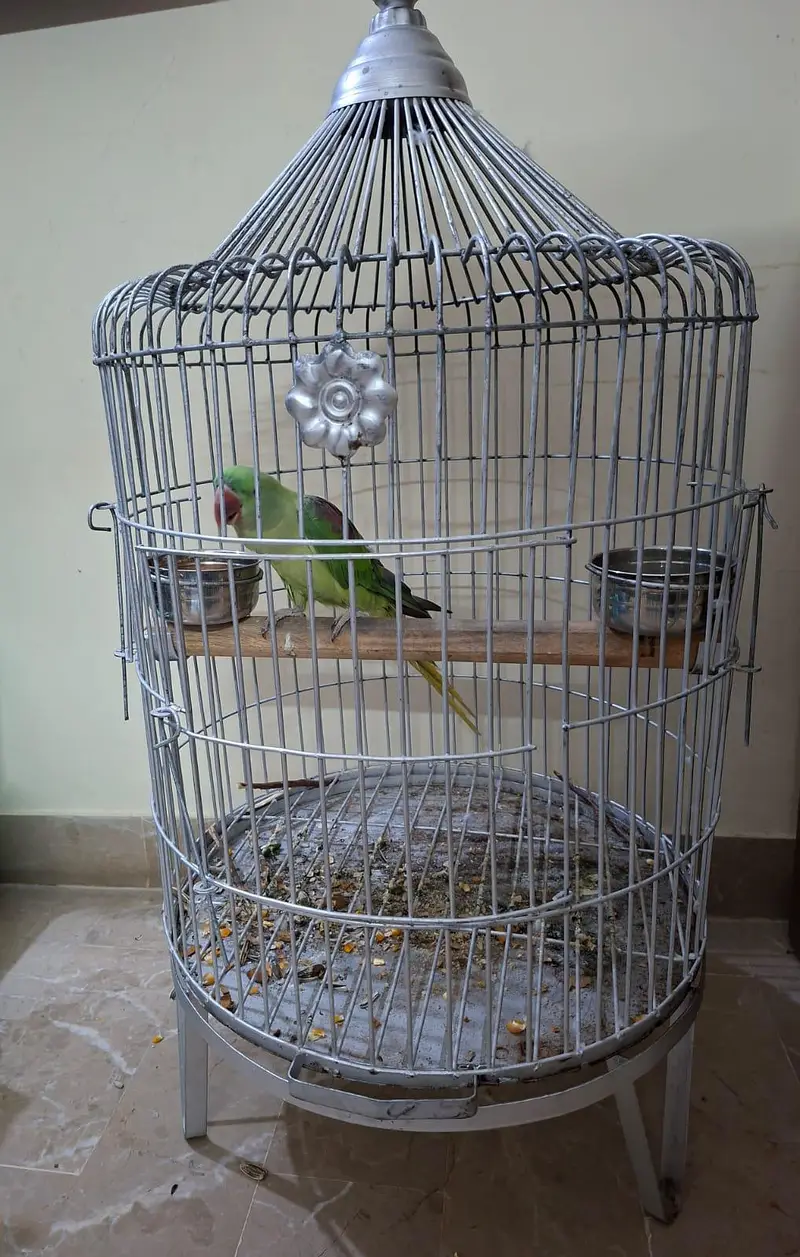 Urgent Sale Pahaarri tota healthy for sale with cage — photo 3