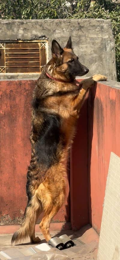 Germen Shepherd Female on heat
