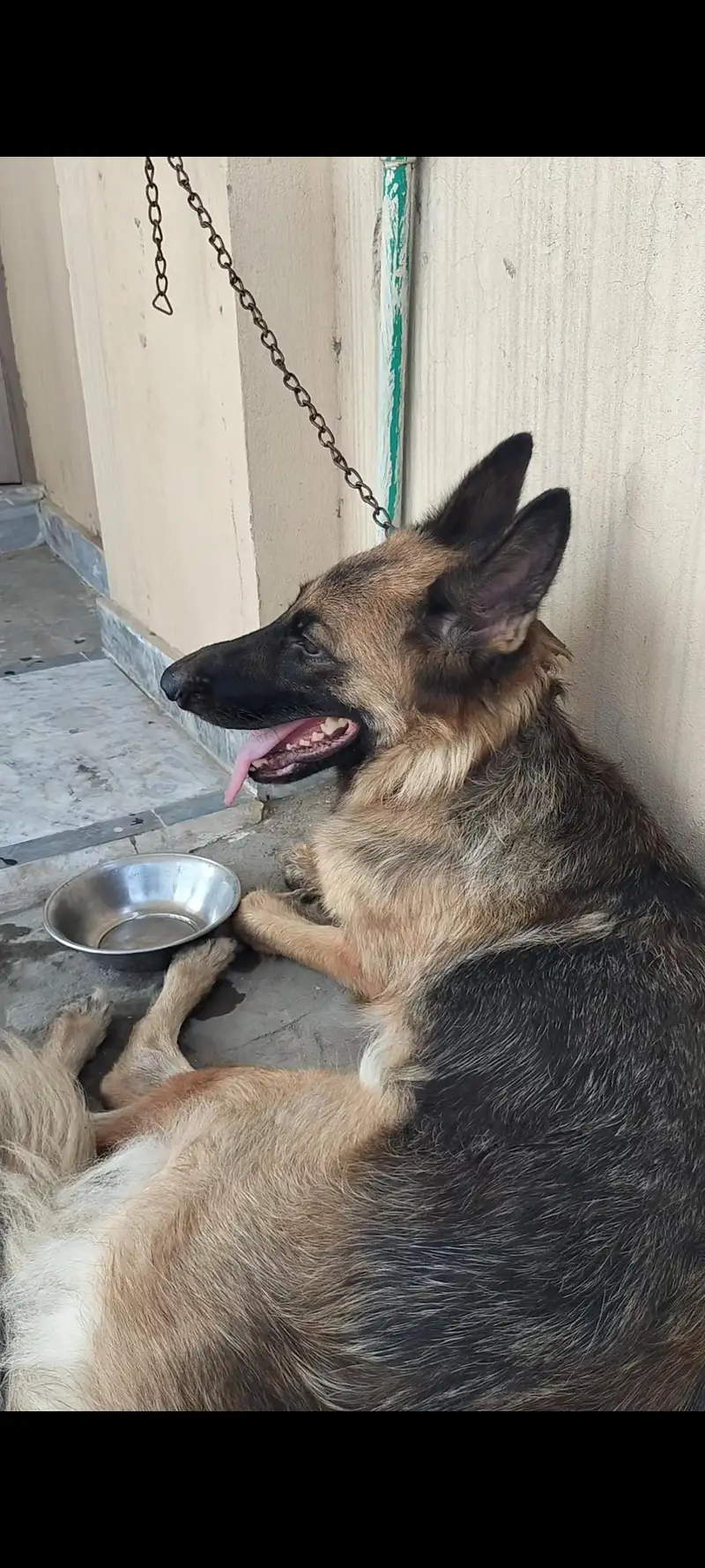 Germen Shepherd Female on heat — photo 2