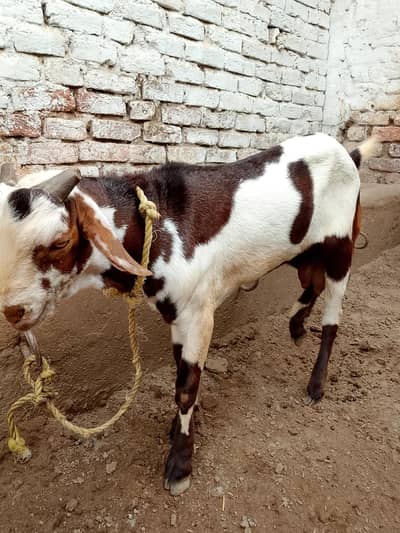 best Quality me kheera bakra
