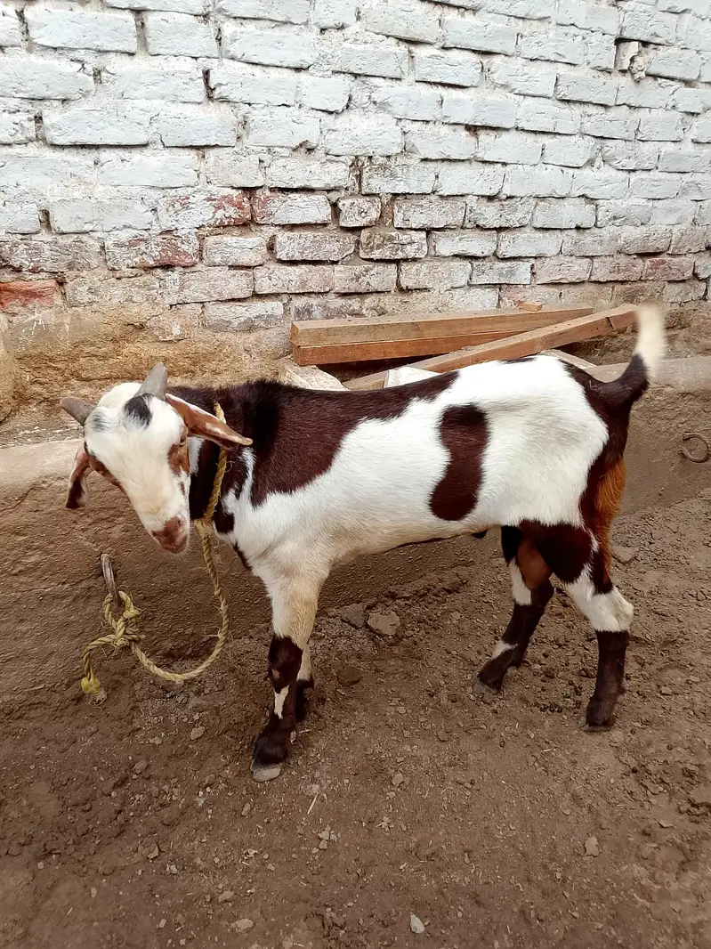 best Quality me kheera bakra — photo 2
