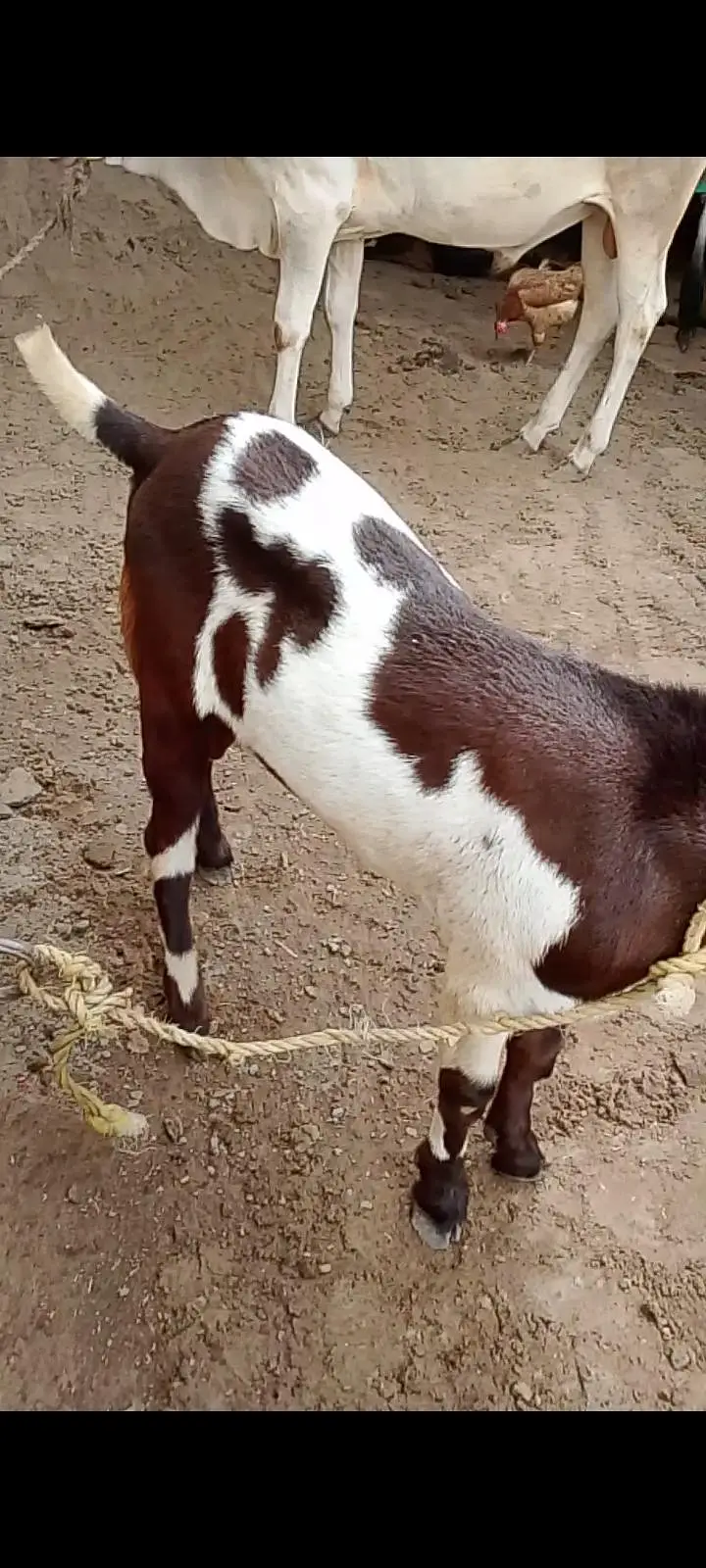 best Quality me kheera bakra — photo 3