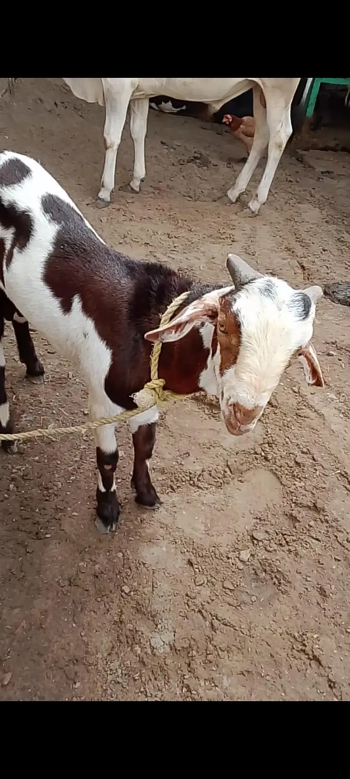 best Quality me kheera bakra — photo 4