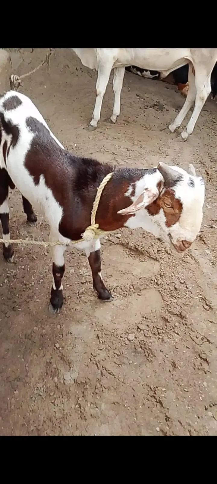 best Quality me kheera bakra — photo 5