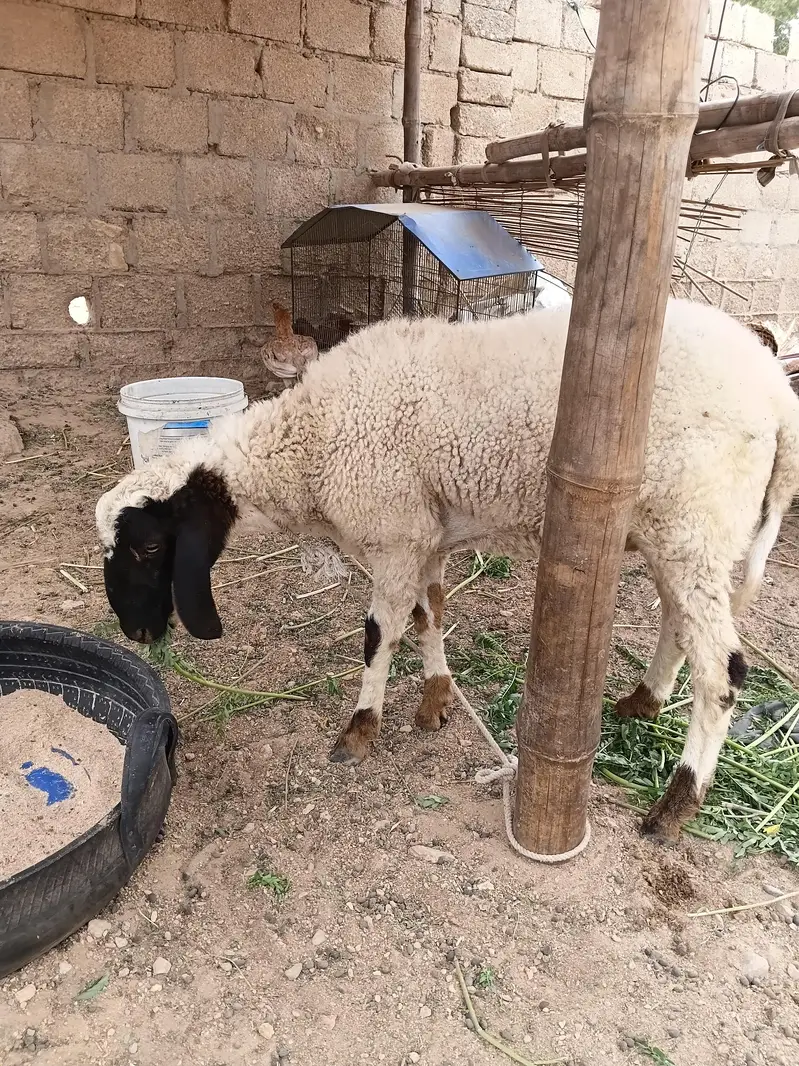 KHUBSOORAT DUMBA — photo 2