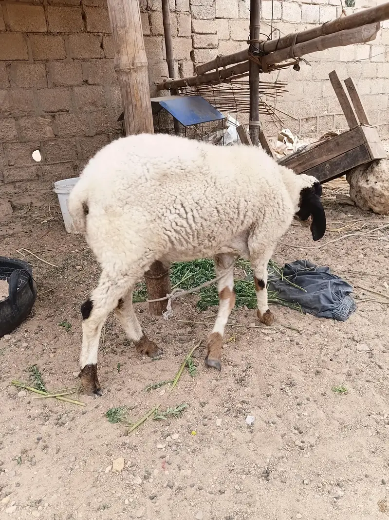 KHUBSOORAT DUMBA — photo 3