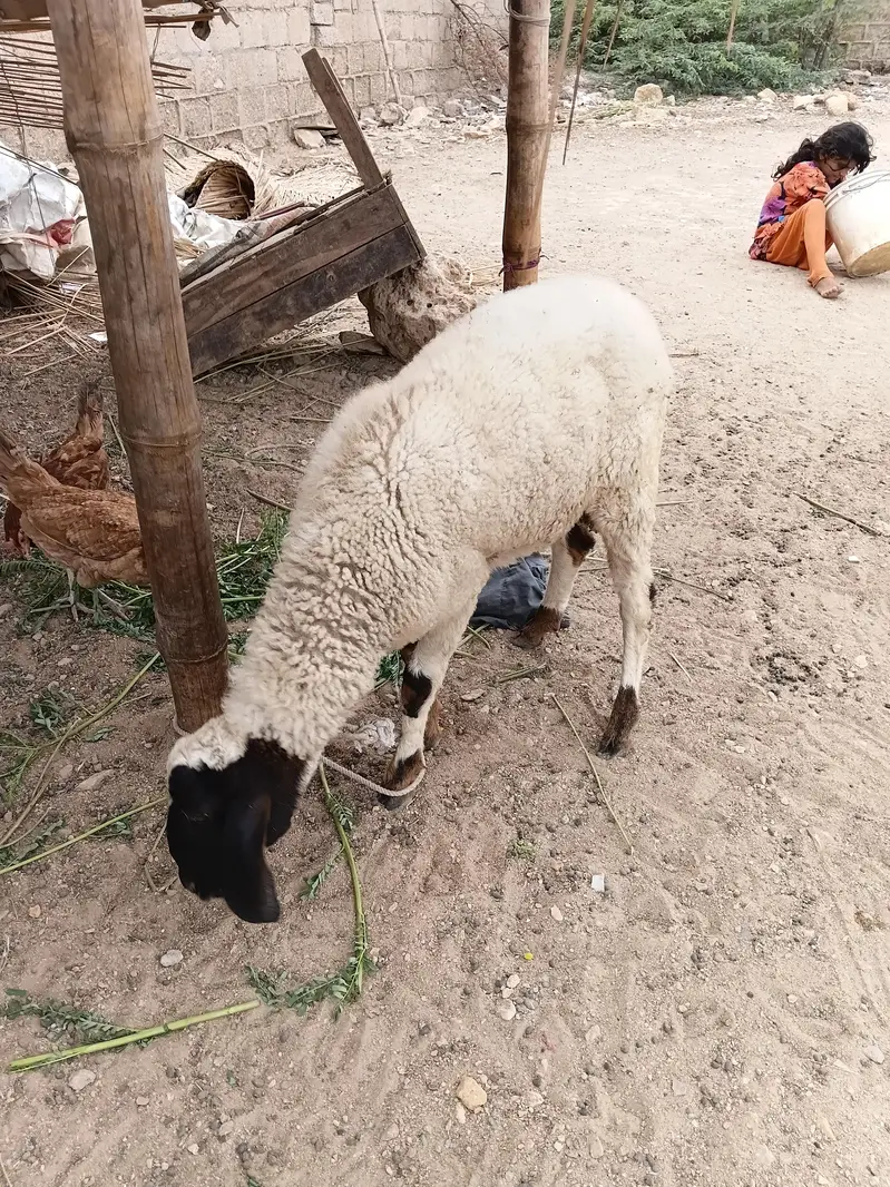 KHUBSOORAT DUMBA — photo 6