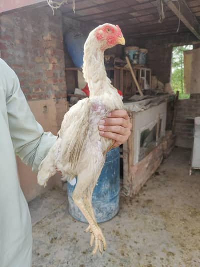 Japanese shamo female best quality available