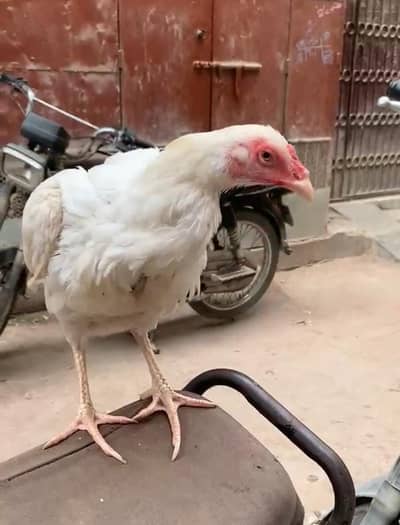 Aseel home breed