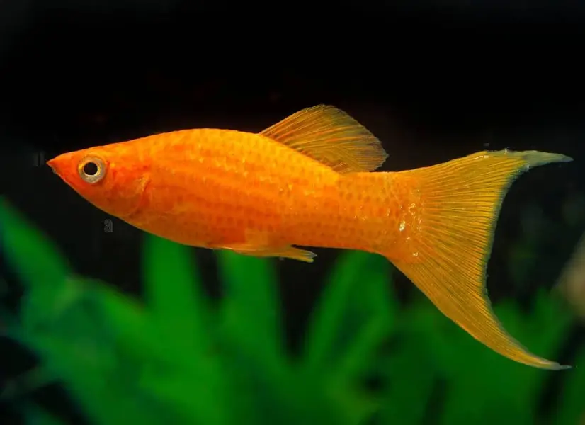 moon tail molly