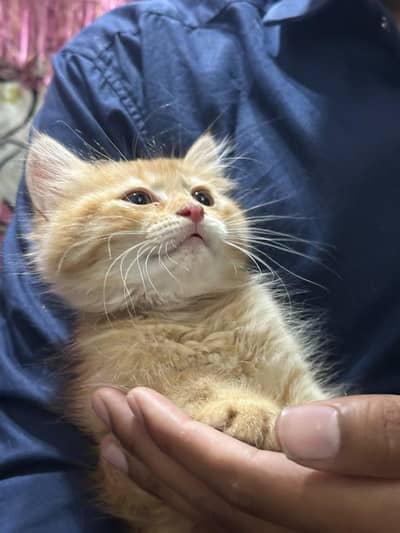 Persian kittens