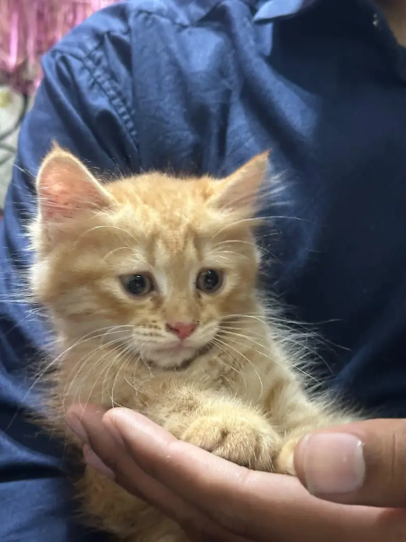 Persian kittens — photo 2