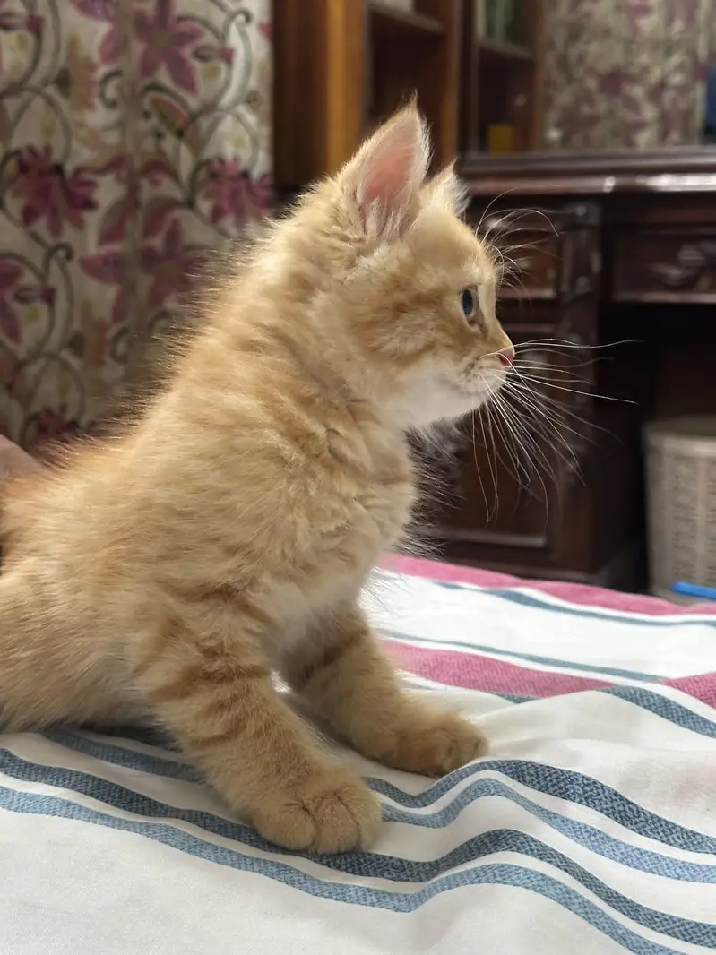 Persian kittens — photo 3