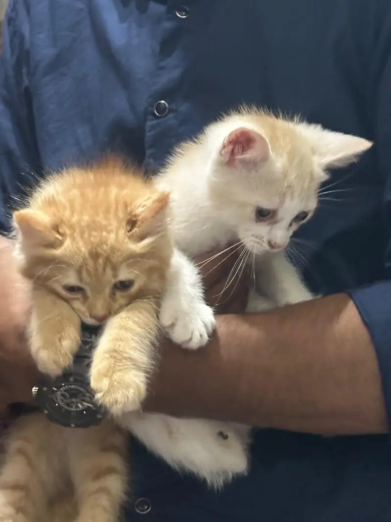 Persian kittens — photo 4
