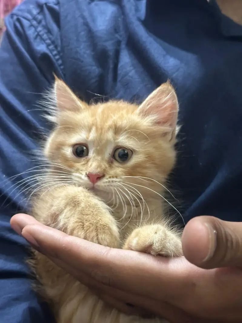 Persian kittens — photo 5