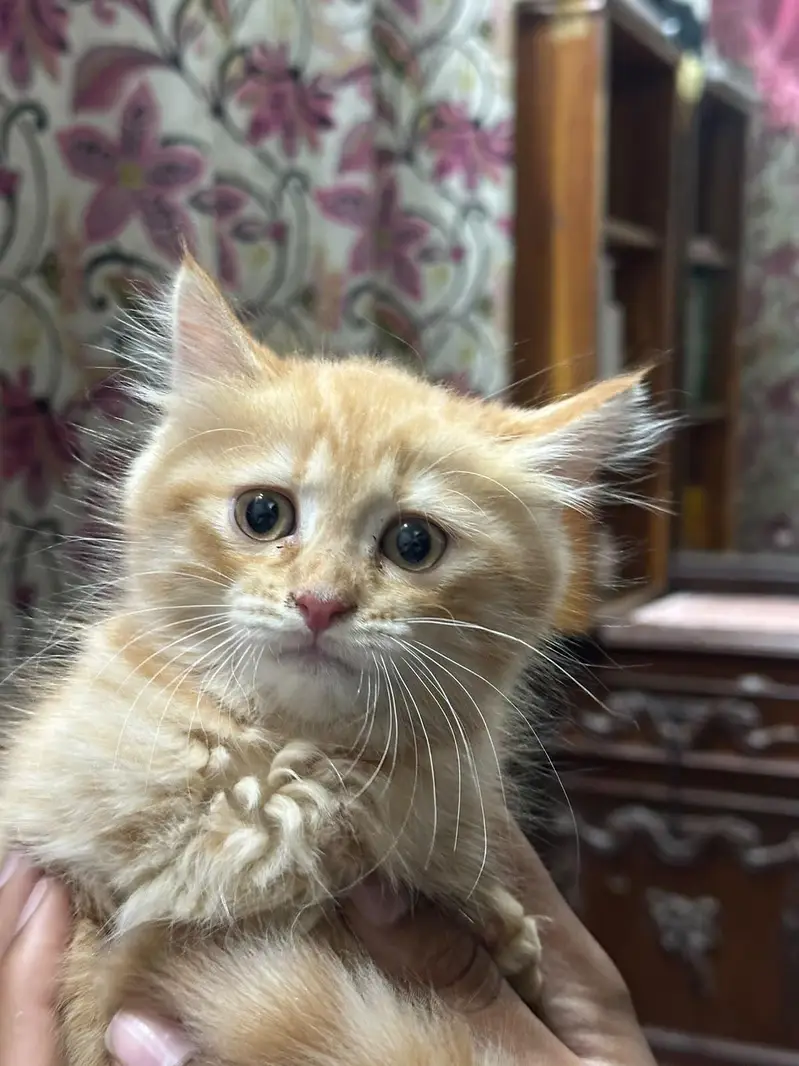 Persian kittens — photo 6