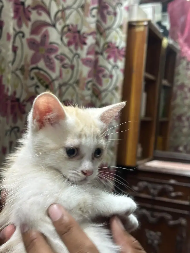 Persian kittens — photo 7