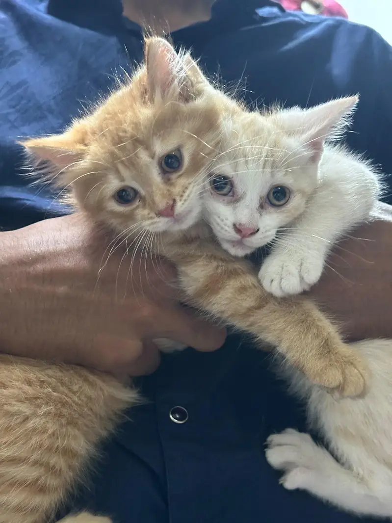 Persian kittens — photo 8