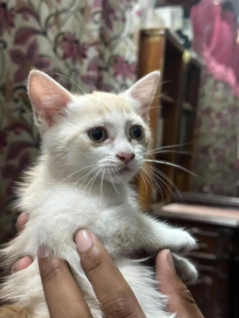 Persian kittens — photo 9