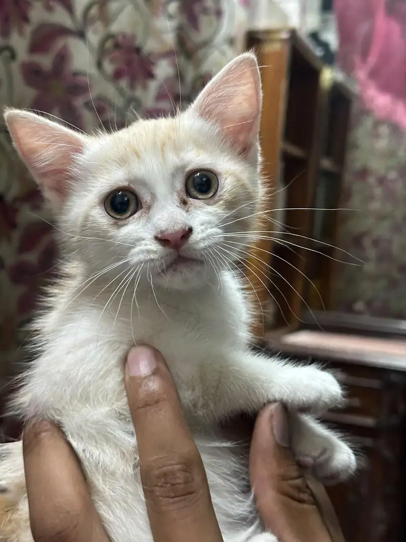 Persian kittens — photo 10