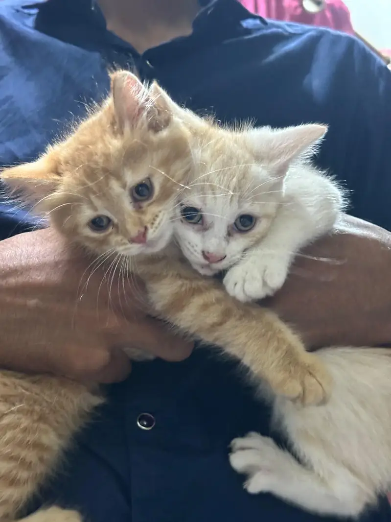 Persian kittens — photo 11
