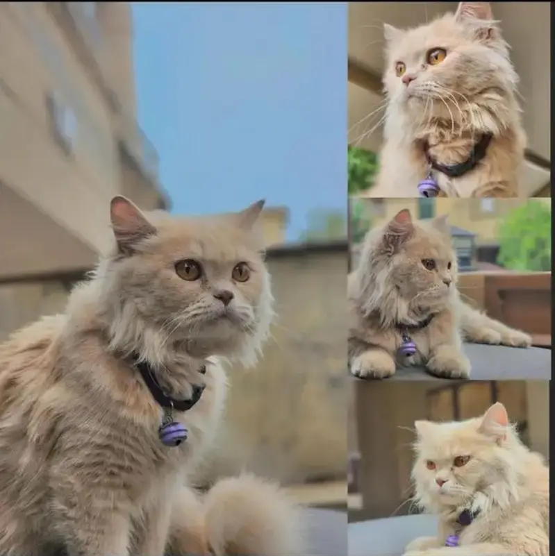 Persian kittens — photo 12