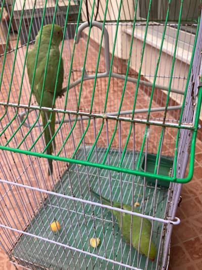 Green   Parrot 