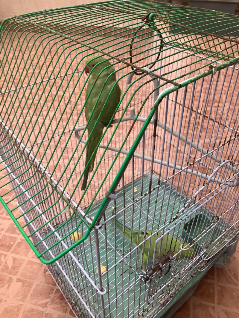 Green   Parrot  — photo 2