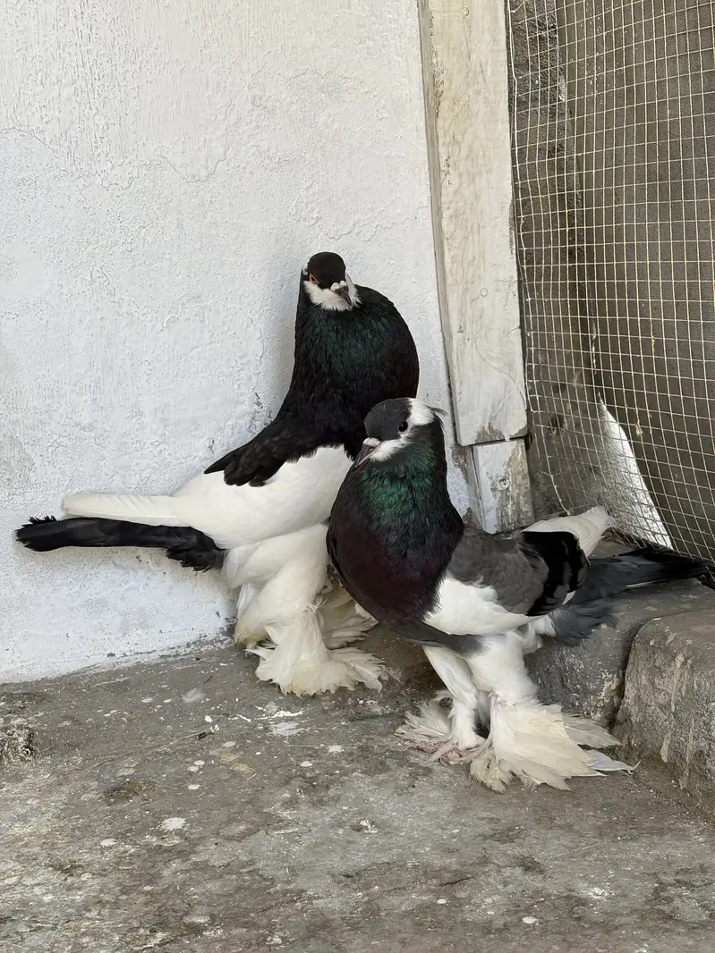 Pouter pair ballon ghubara pair ghubaray walay white and black — photo 4