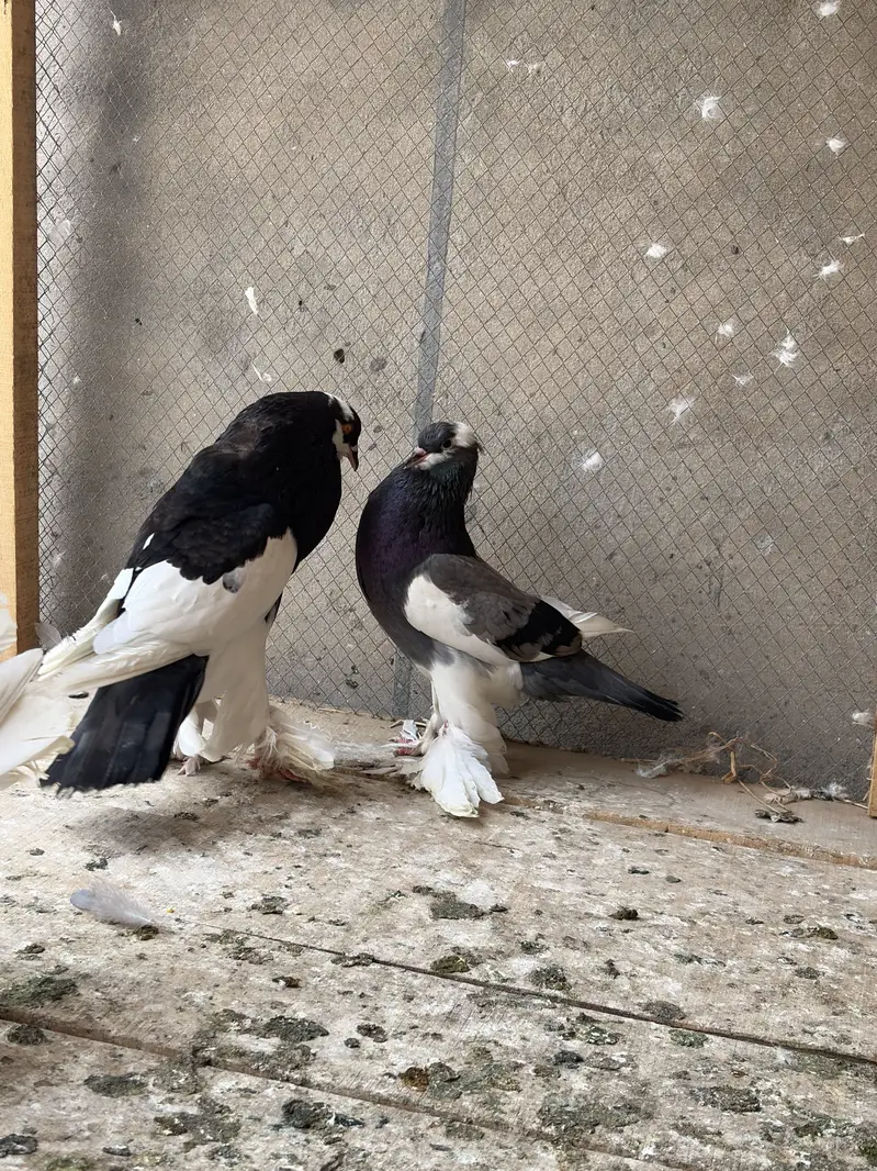 Pouter pair ballon ghubara pair ghubaray walay white and black — photo 5