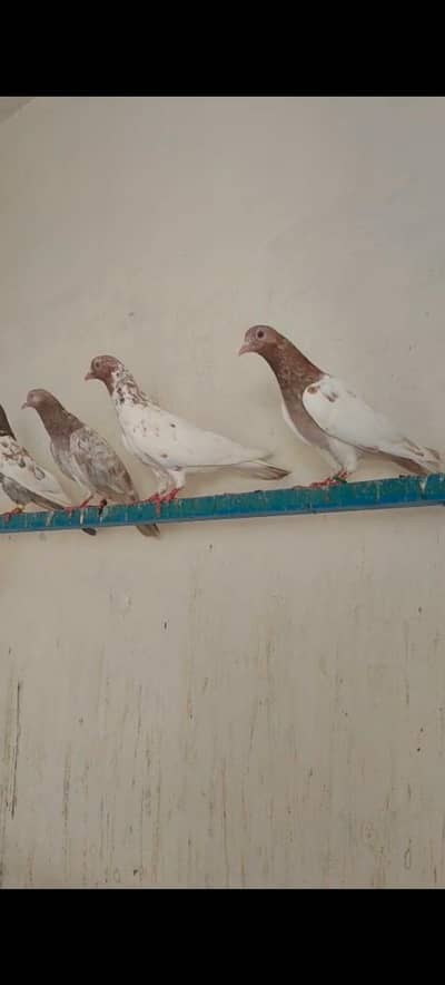 Breeders pairs