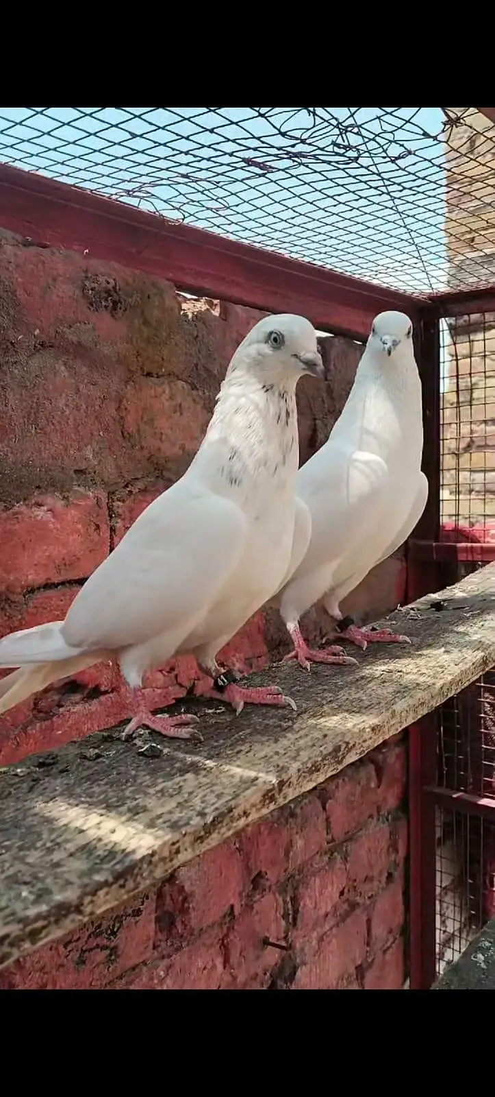 Breeders pairs — photo 6