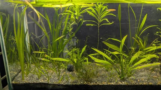  Healthy Planted Aquarium Plants for Sale 