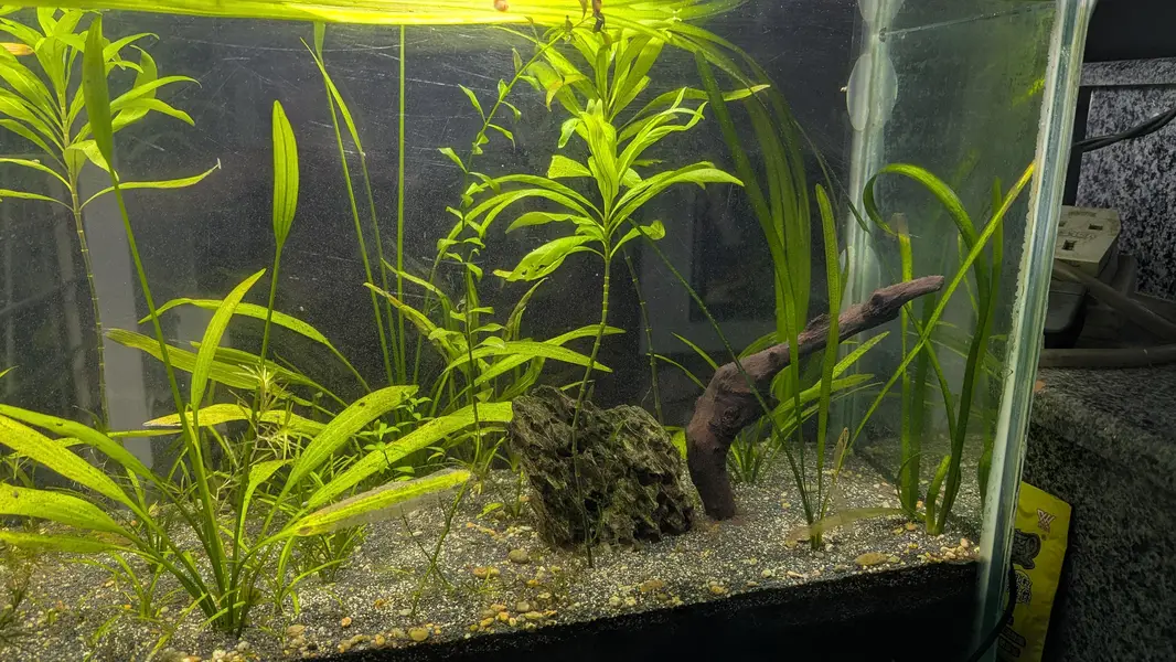  Healthy Planted Aquarium Plants for Sale  — photo 2