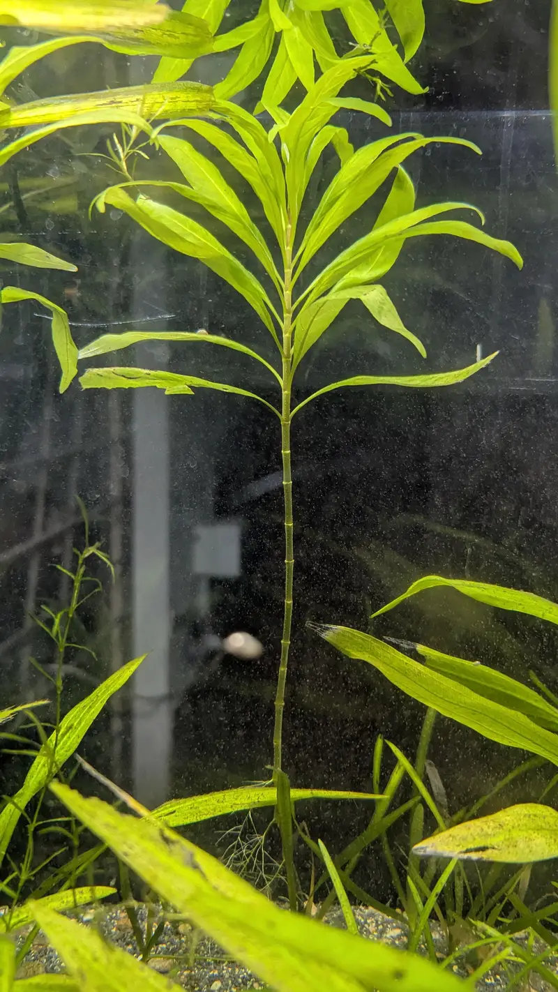 Healthy Planted Aquarium Plants for Sale  — photo 3