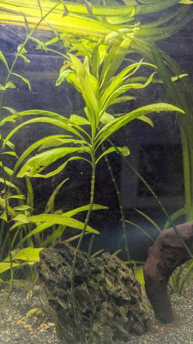  Healthy Planted Aquarium Plants for Sale  — photo 4