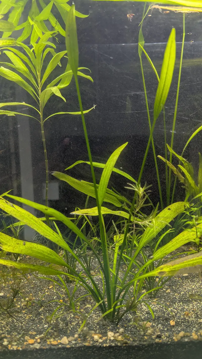  Healthy Planted Aquarium Plants for Sale  — photo 5