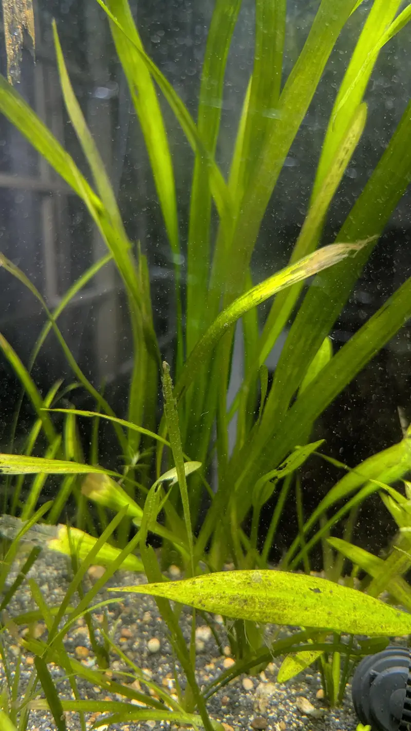  Healthy Planted Aquarium Plants for Sale  — photo 6