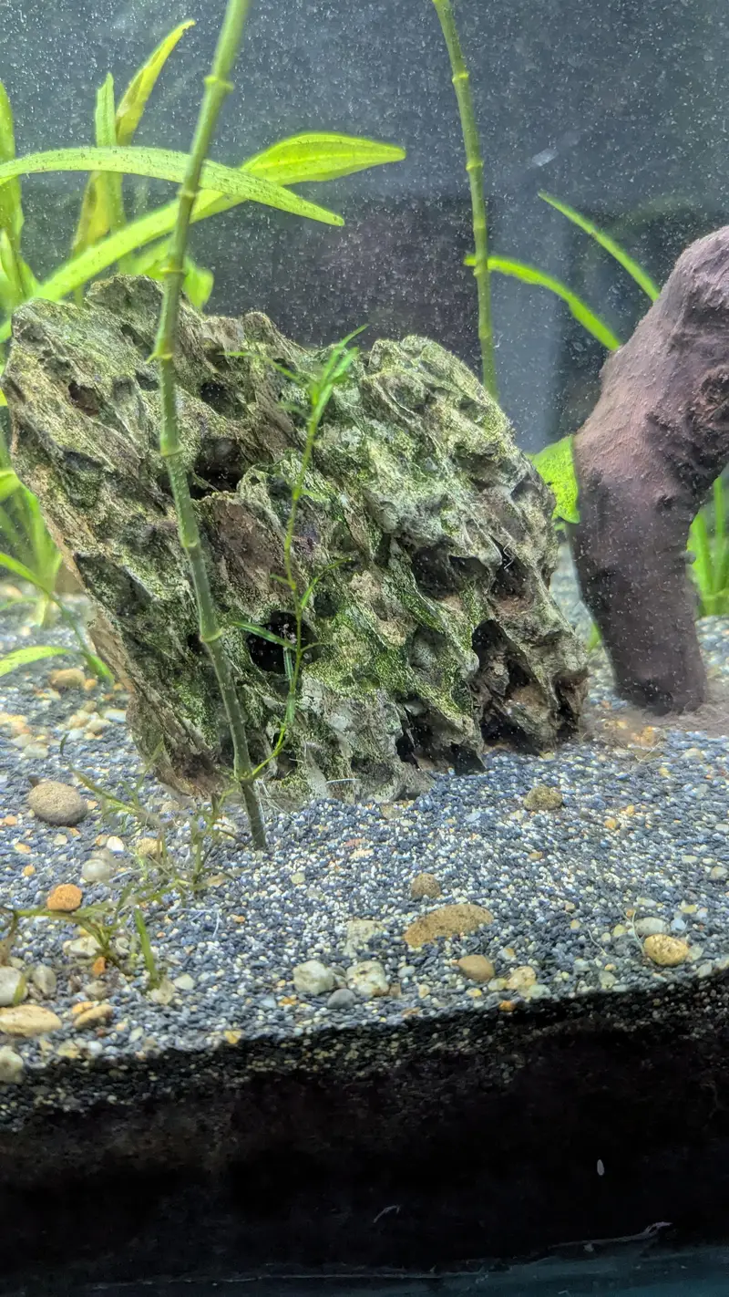  Healthy Planted Aquarium Plants for Sale  — photo 7