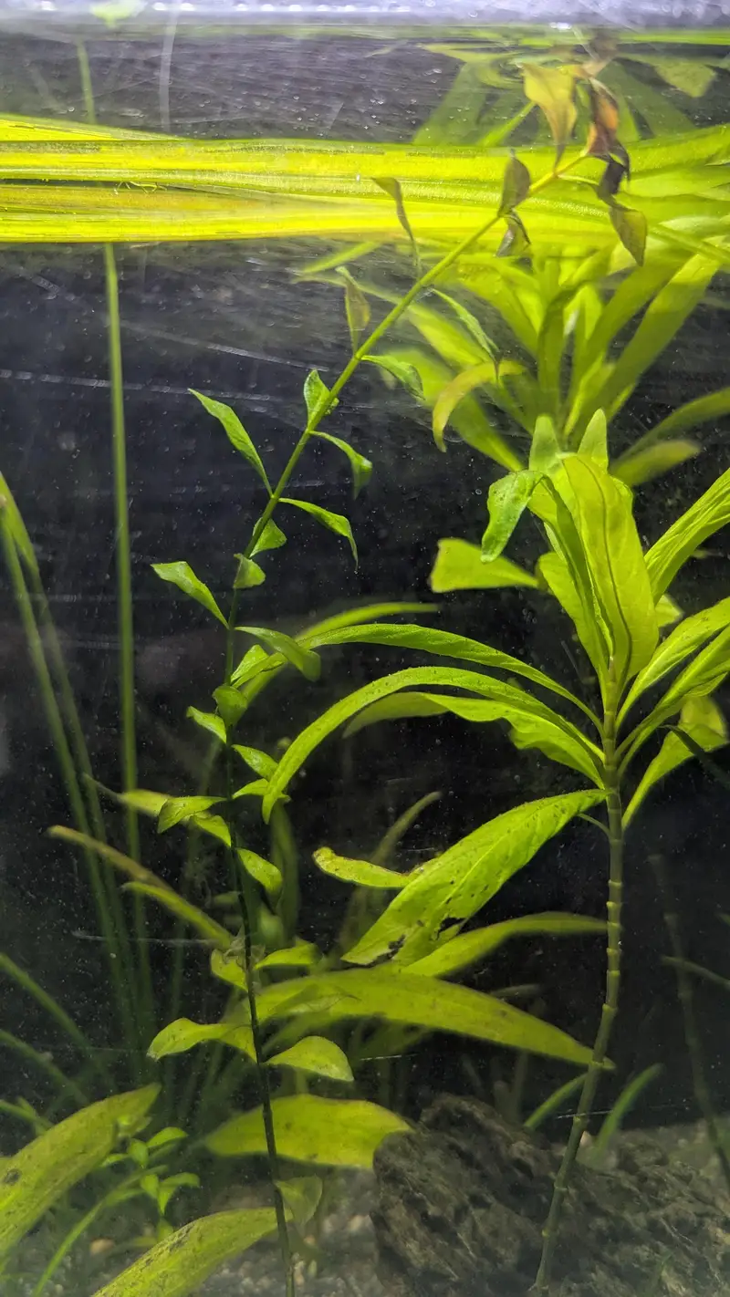  Healthy Planted Aquarium Plants for Sale  — photo 8